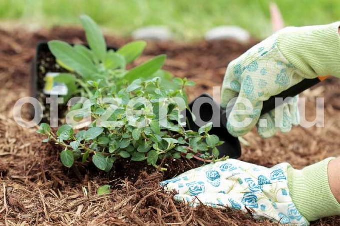 Mantillo contra las malas hierbas: jardineros Tips