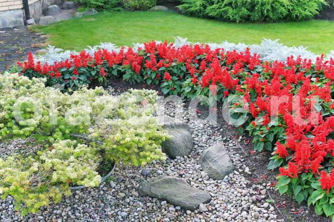 Flor de la cama entre las rocas: Tips jardineros